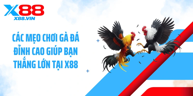 Các mẹo chơi gà đá đỉnh cao giúp bạn thắng lớn tại X88